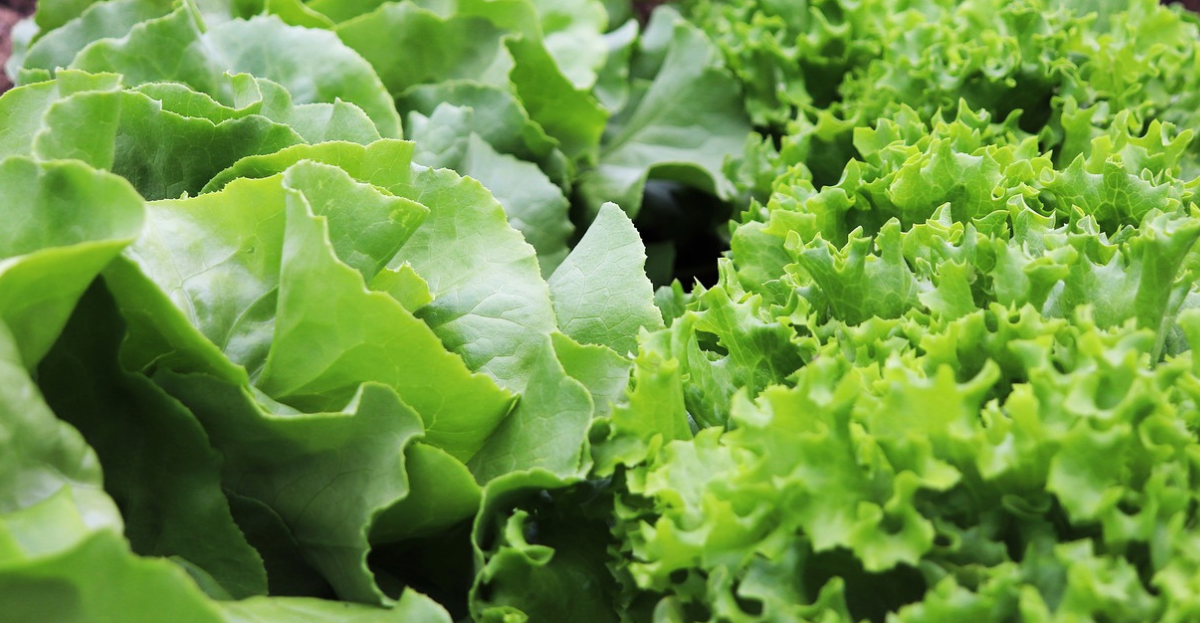 Salad leaves